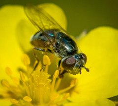 Platycheirus stegnus