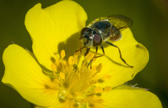 Platycheirus stegnus
