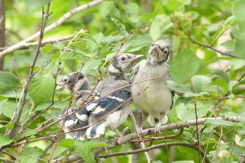 Blue Jay