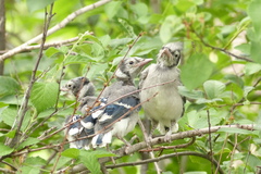 Blue Jay photo 5