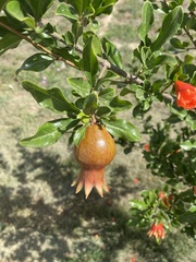 Punica granatum