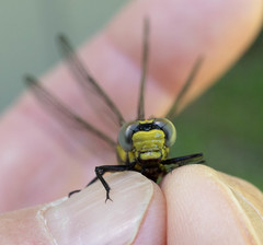 Gomphurus fraternus