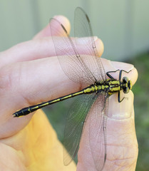 Gomphurus fraternus