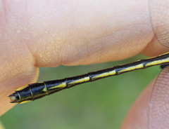 Gomphurus fraternus