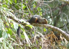 Callosciurus baluensis