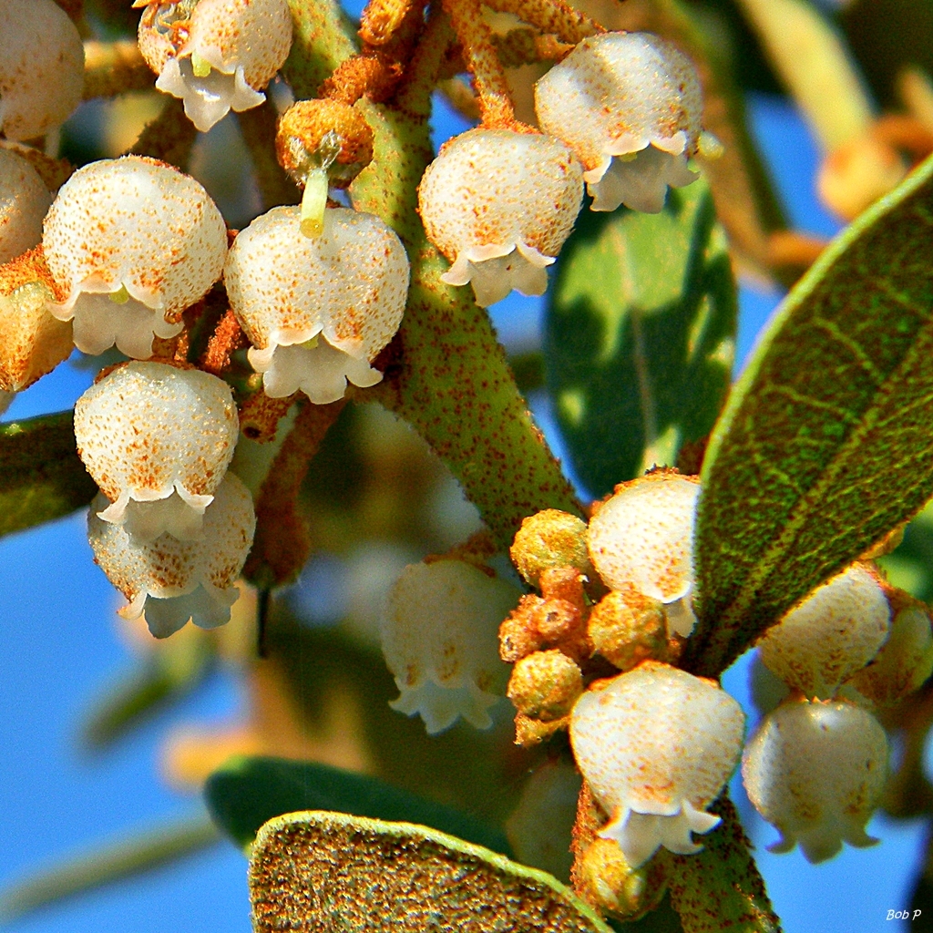 Lyonia