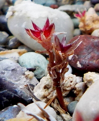 Sedum litoreum