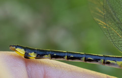 Gomphurus fraternus