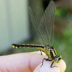 Gomphurus fraternus