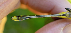 Gomphurus fraternus