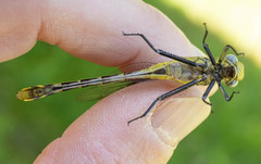 Gomphurus fraternus