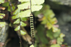 Callopistria guttulalis