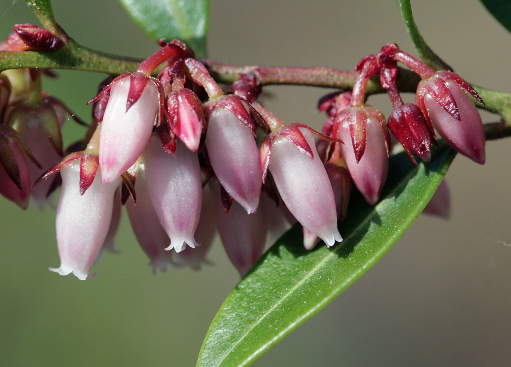 Lyonia lucida