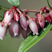 Fetterbush Lyonia - Photo (c) cotinis, some rights reserved (CC BY-NC-SA)