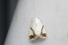 Sphragifera biplagiata