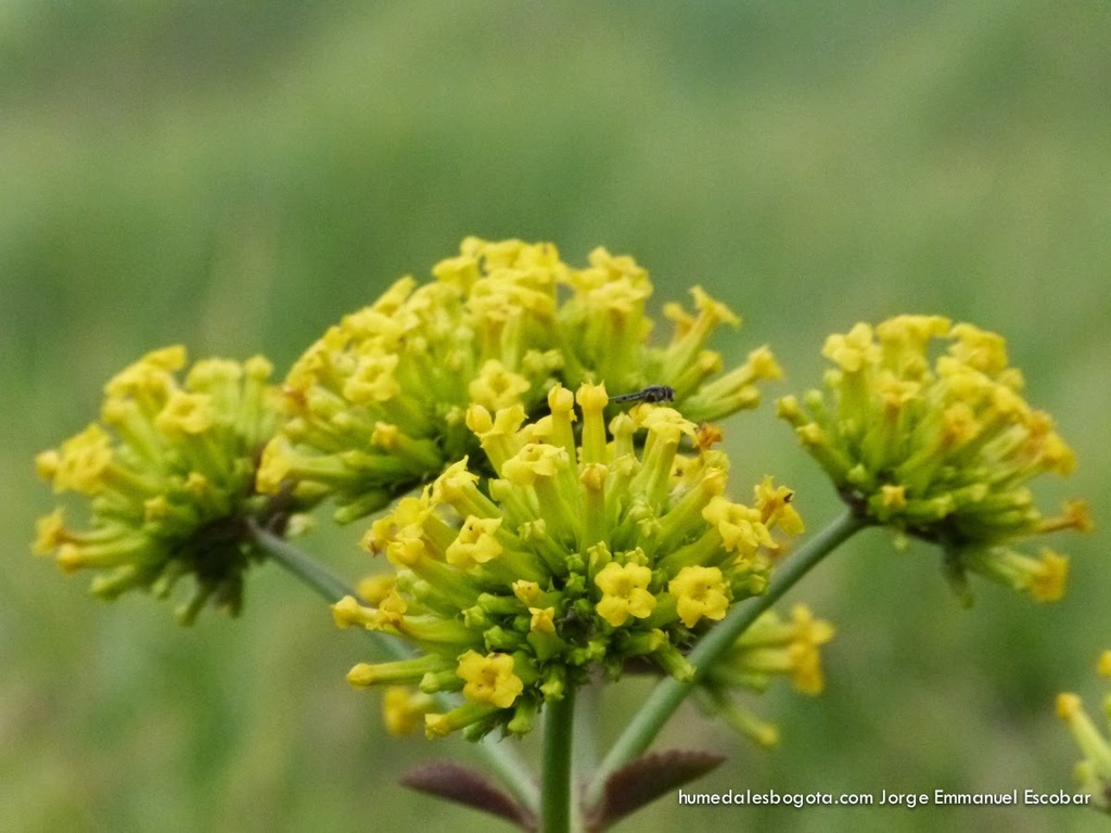 Kalanchoe densiflora — a medium houseplant