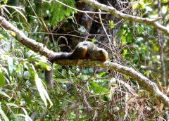 Callosciurus baluensis