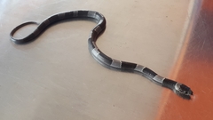 Leptodeira nigrofasciata