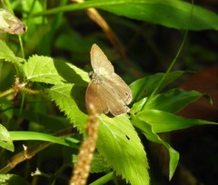 Paryphthimoides poltys
