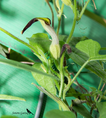 Aristolochia pentandra