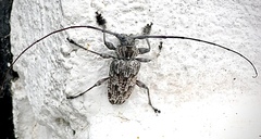 Dryoctenes scrupulosus