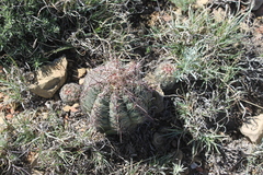 Thelocactus bicolor bicolor