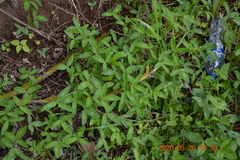 Trifolium pratense