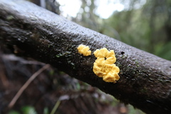 Trichoderma sulphureum