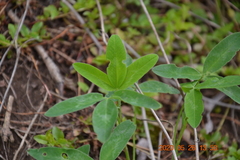 Trifolium pratense