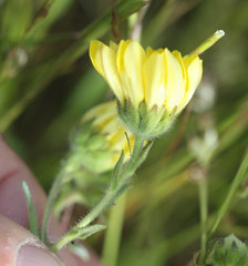 Hemizonia congesta lutescens