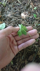 Geranium thunbergii