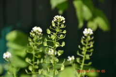 Thlaspi arvense