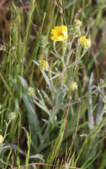 Hemizonia congesta lutescens