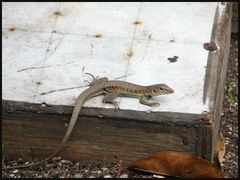 Pholidoscelis griswoldi