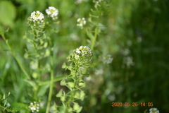 Thlaspi arvense