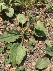 Plantago asiatica