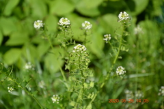 Thlaspi arvense