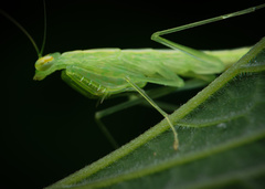 Tropidomantis