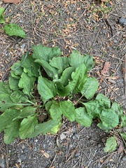 Plantago asiatica