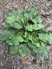 Plantago asiatica