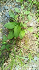 Plantago asiatica