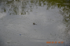 Pelophylax ridibundus