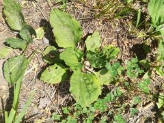 Plantago asiatica