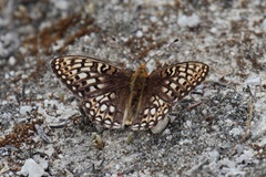 Speyeria callippe comstocki