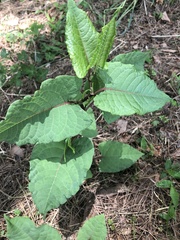 Reynoutria japonica