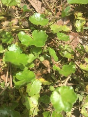 Hydrocotyle sibthorpioides