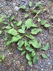 Plantago