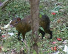 Dasyprocta variegata