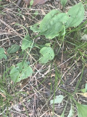 Plantago asiatica