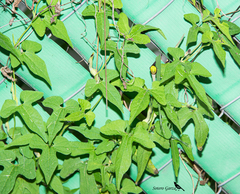 Aristolochia pentandra